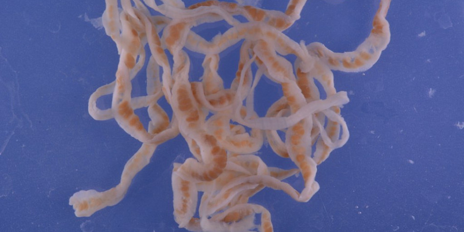 Ученые открыли механизмы защиты ленточных червей от переваривания в  кишечнике хозяина